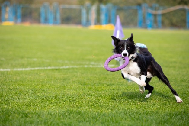 agility dog