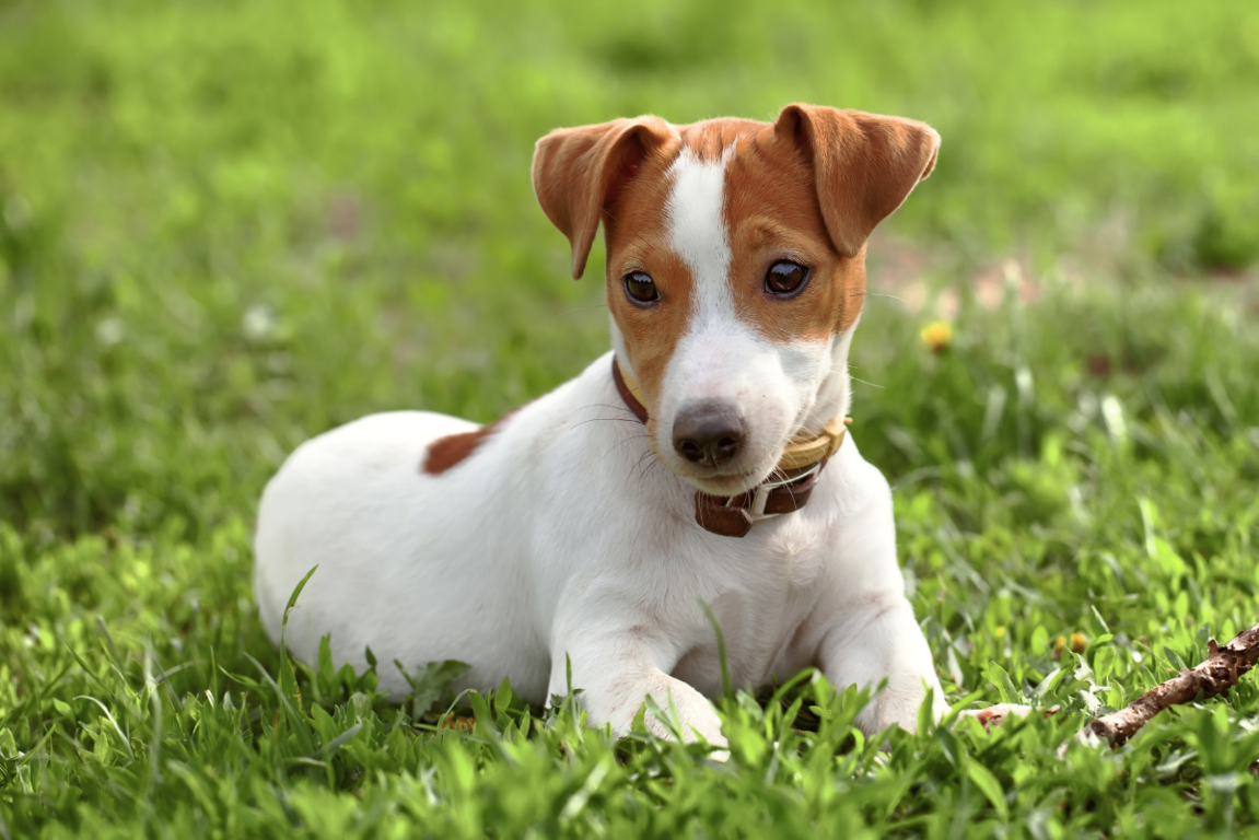 addestrare jack russell