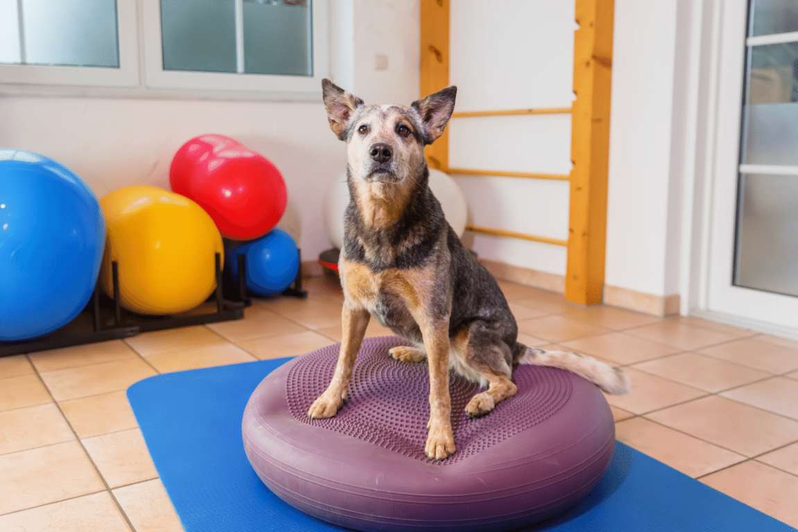fisioterapia per cani