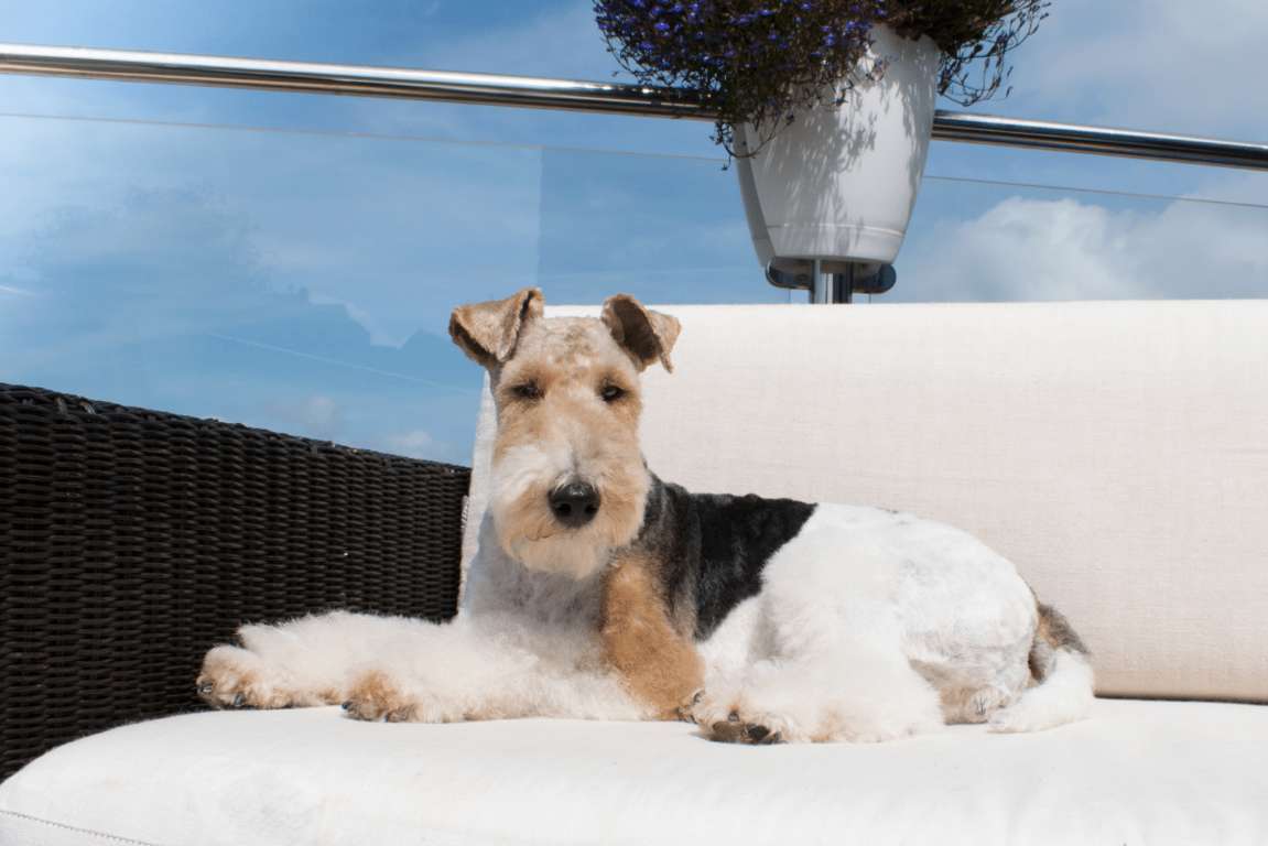 fox terrier