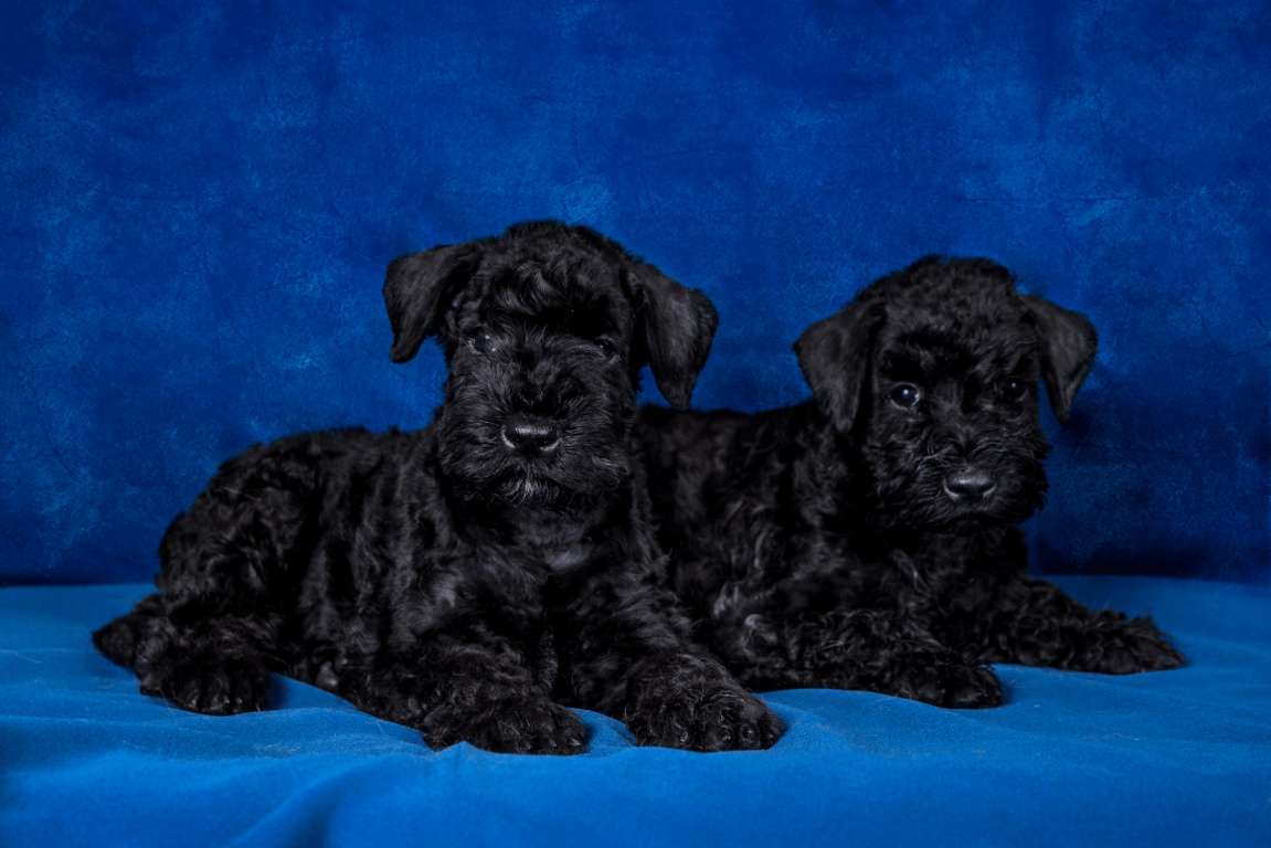 Prendersi cura di un cucciolo di Kerry Blue terrier