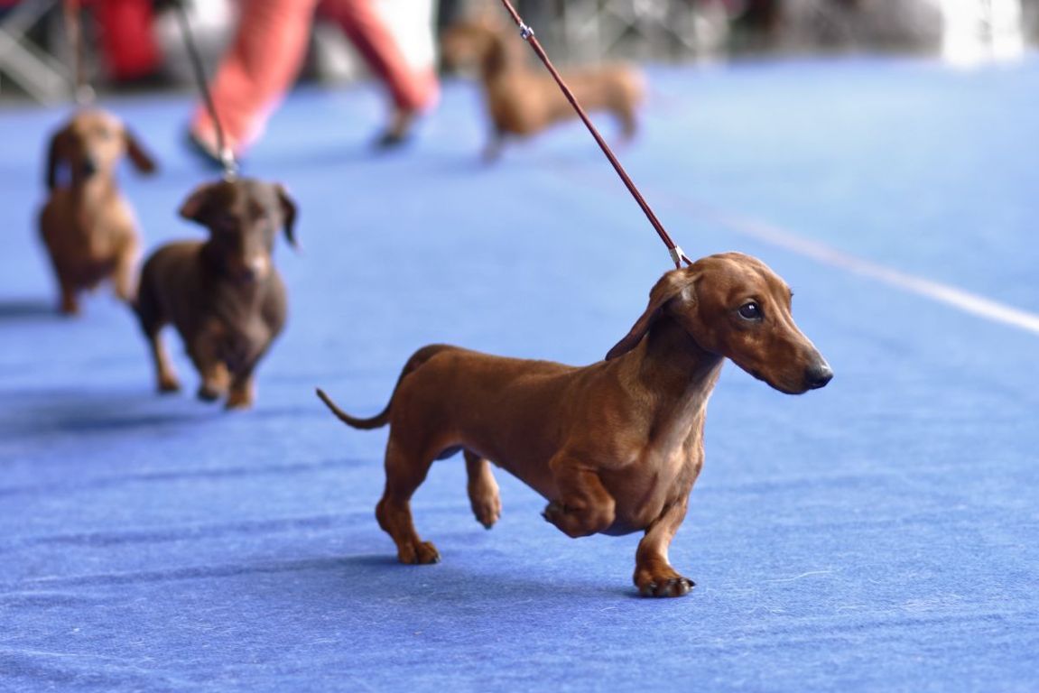 esposizione cinofila