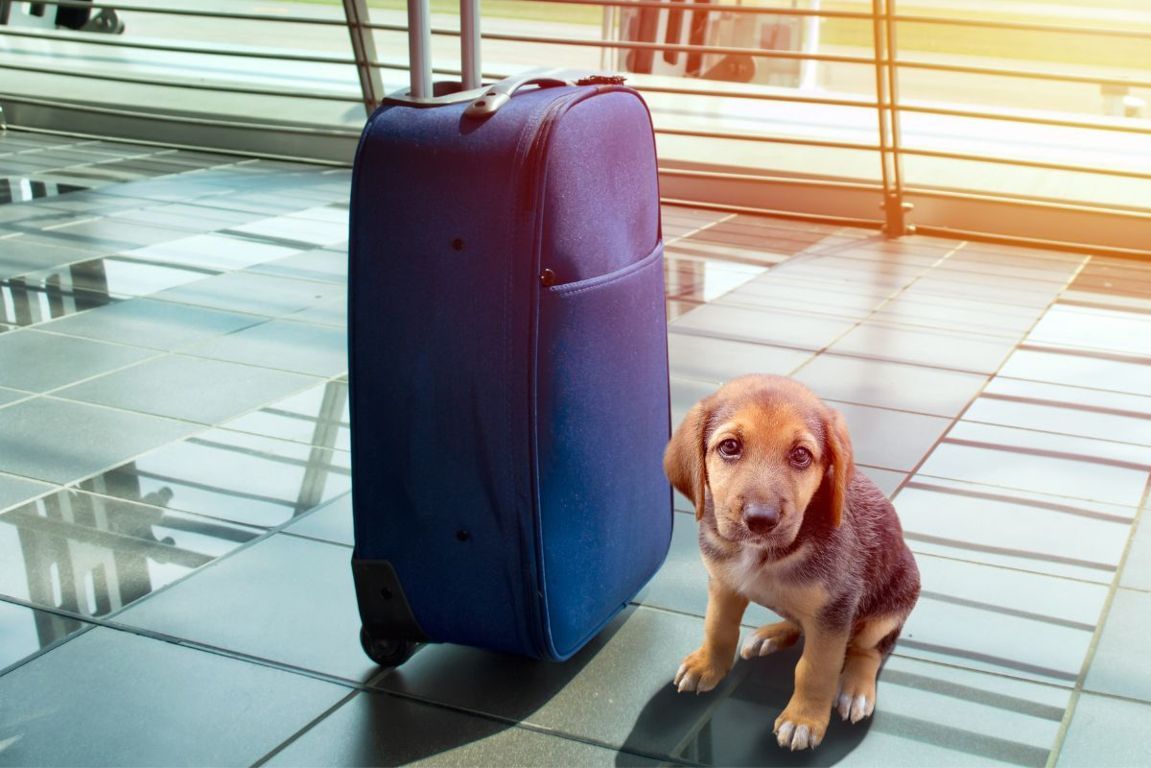 viaggiare con il cane