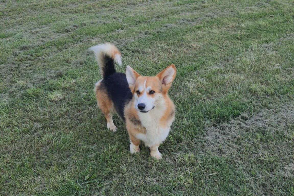 allevamento corgi