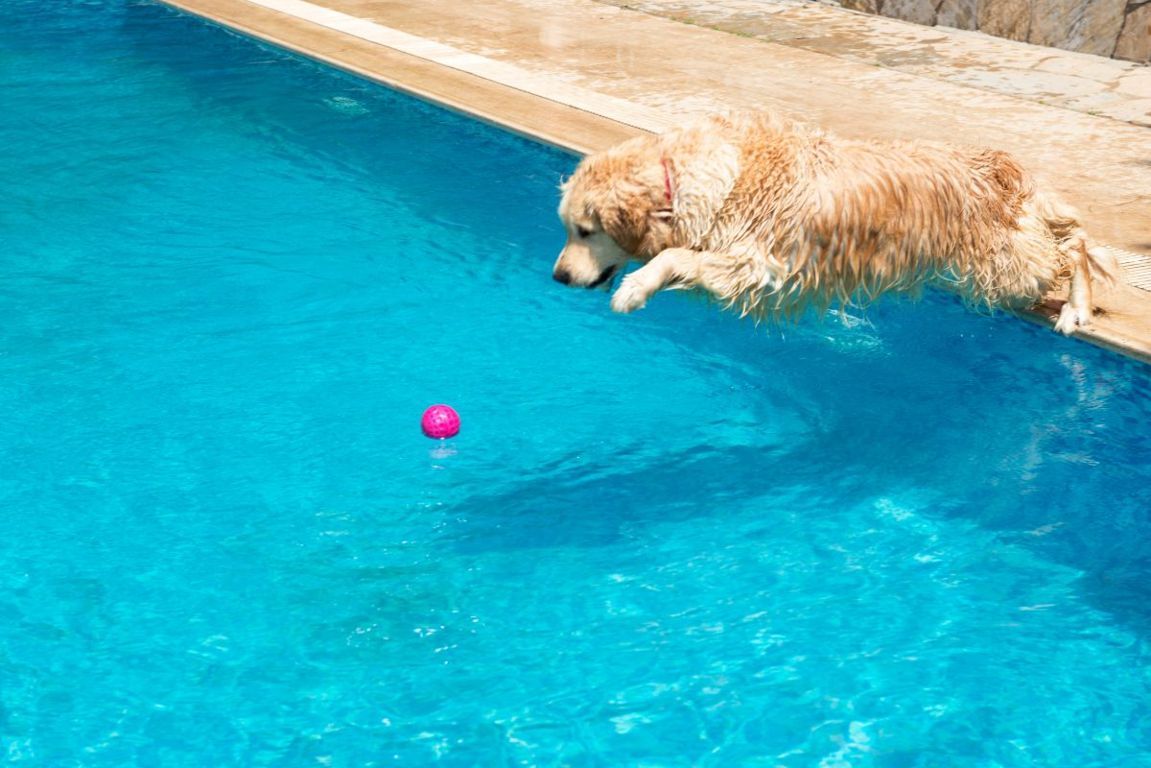andare in piscina con il cane