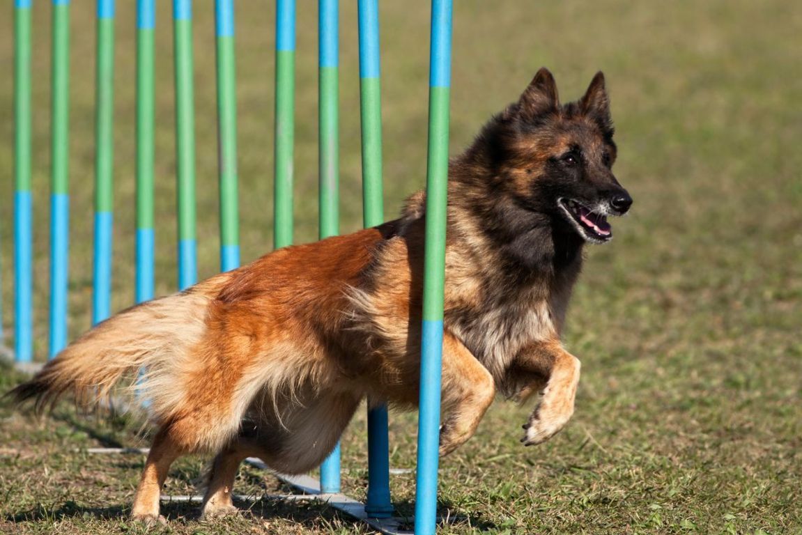 percorsi di agility dog