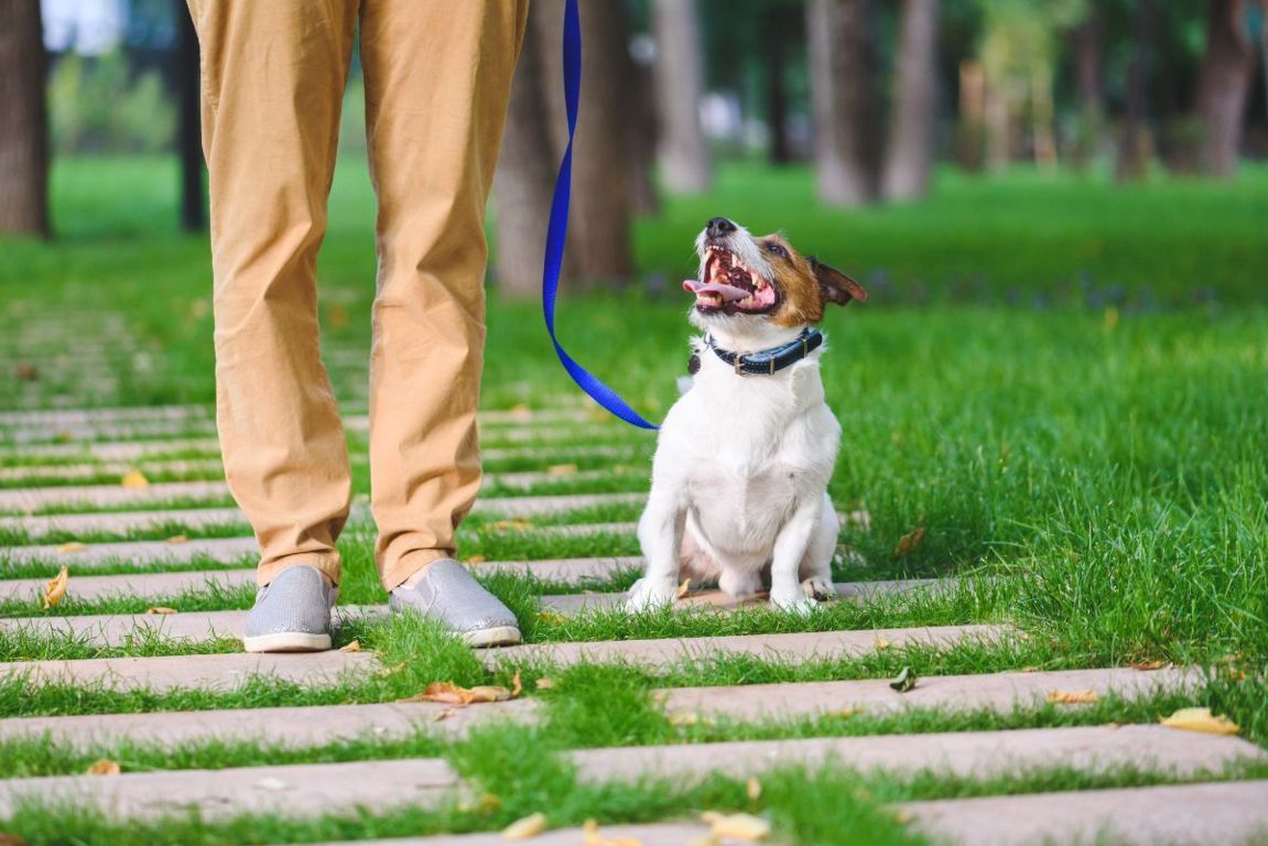 razza di cane facile da addestrare