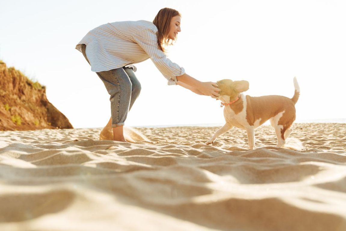 cane in spiaggia