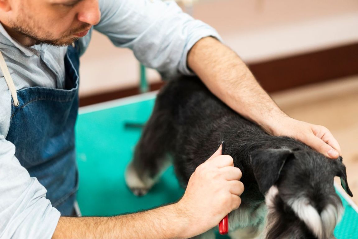 tecnica di stripping pelo cane