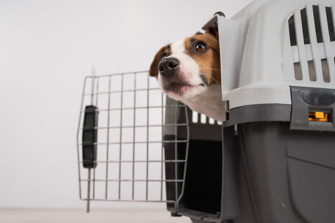 trasportino per cani