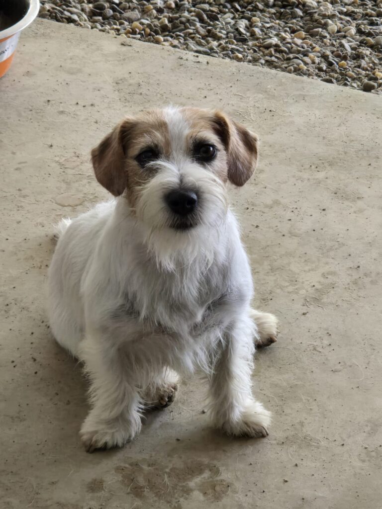 Jack Russell Terrier cucciolo in casa – Oasi della Luna Rossa Vercelli