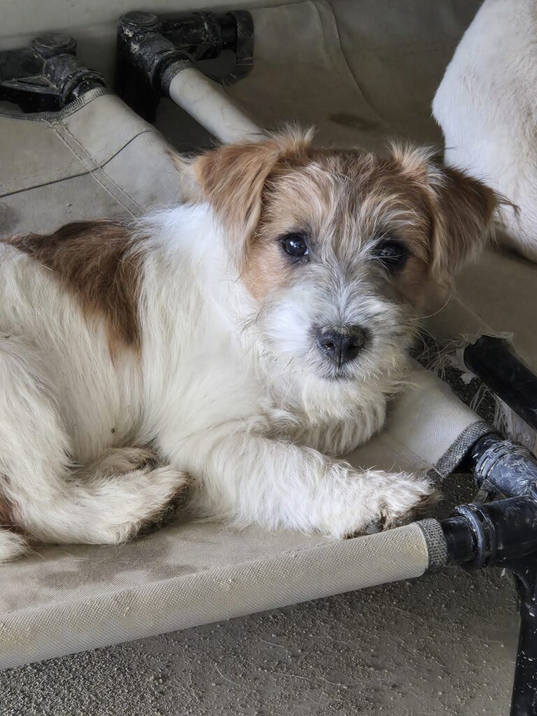 Cucciolo Jack Russell Terrier da vendita a Vercelli – Oasi della Luna Rossa
