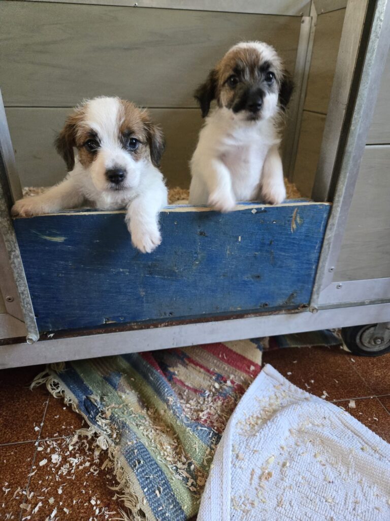 Jack Russell Terrier cuccioli a Vercelli – allevamento Oasi della Luna Rossa