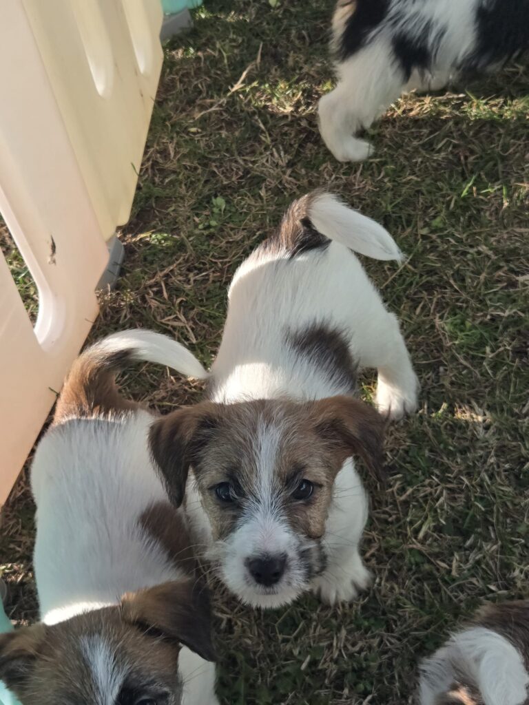 Cucciolo Jack Russell Terrier socializzato – allevamento Oasi della Luna Rossa Vercelli