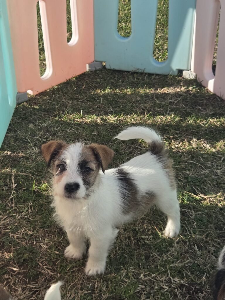 Jack Russell Terrier cucciolo – allevamento selezionato Vercelli