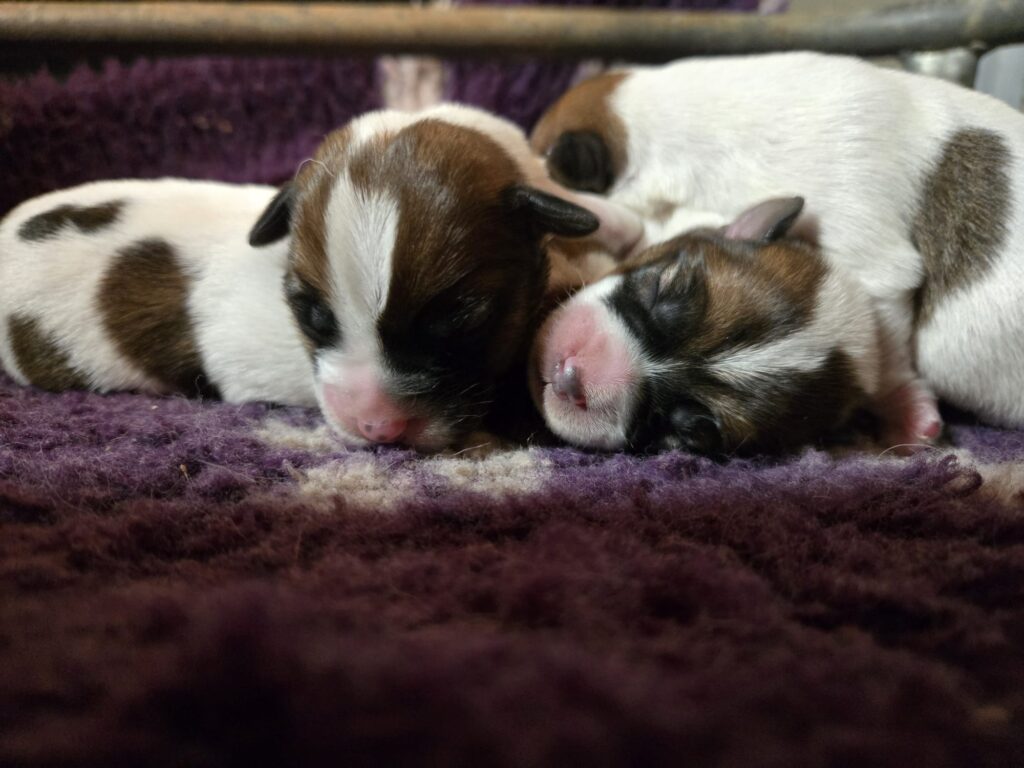 Cuccioli Jack Russell in vendita Vercelli – centro cinofilo Oasi della Luna Rossa