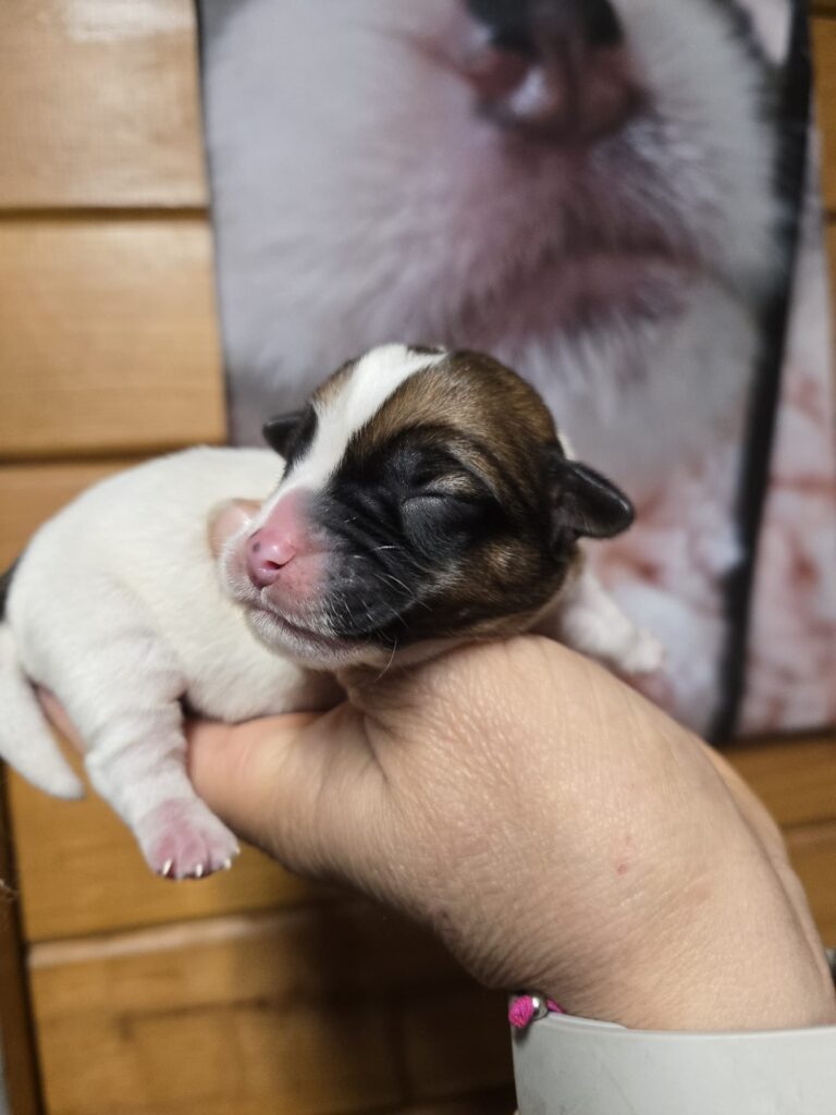 Cucciolo Jack Russell Terrier appena nato – allevamento Vercelli Oasi della Luna Rossa