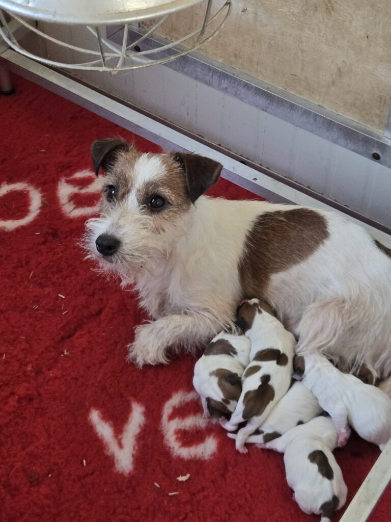 Jack Russell Terrier cuccioli allevamento Vercelli – Oasi della Luna Rossa
