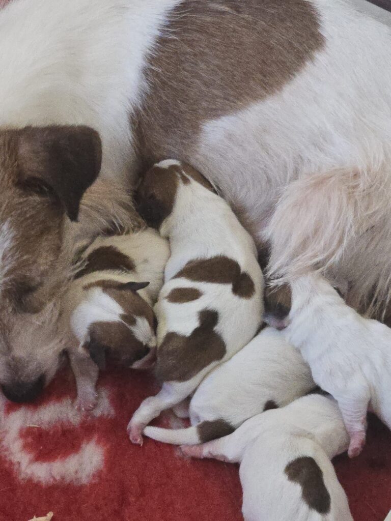 Cuccioli Jack Russell Terrier in vendita a Vercelli – Oasi della Luna Rossa